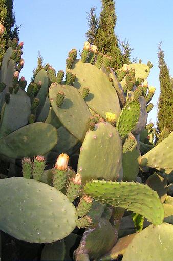 Finca Son Cifre Nou: Die Kaktusfeigen