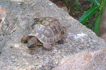 Finca Son Cifre Nou: Schildkröten-Babies
