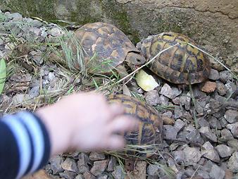 Finca Son Cifre Nou: Schildkröte in der Hand