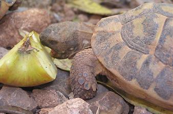 Finca Son Cifre Nou: Vegetarier