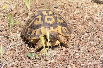 Finca Son Cifre Nou: Die Schildkröten