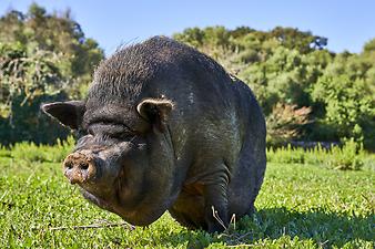 Finca Es Tarongers: Das Hängebauchschwein