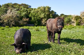 Finca Es Tarongers: Das Hängebauchschwein mit Pony