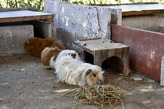 Finca Es Tarongers: Die Meerschweinchen