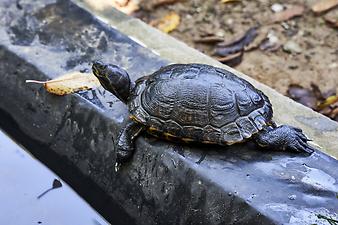 Finca Es Tarongers: Die Wasserschildkröte