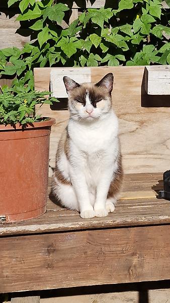 Finca Es Tarongers: Es Tarongers