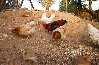 Finca Es Tarongers: Hühner auf der Finca