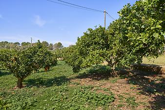 Finca Can Pamboli: Gemüsegarten