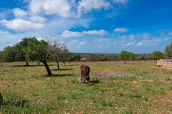 Finca Ses Cases: der Fincaesel