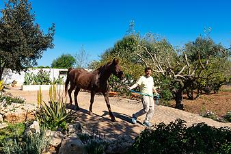 Finca Son Fonto: Pferd der Finca