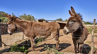 Finca Es Rafal Roig: Kinder und Tiere auf der Finca