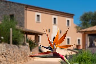 Finca Cas Cuni: Cas Cuni