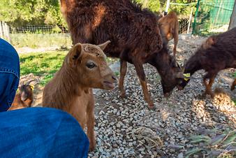 Finca Ses Bitles: Ziegenfutter