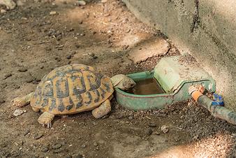Finca Ses Bitles: Schildkröte
