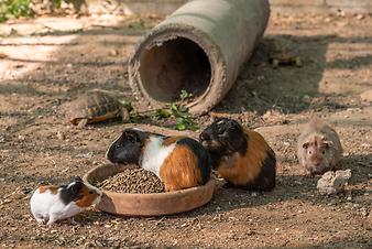Finca Ses Bitles: Meerschweinchen