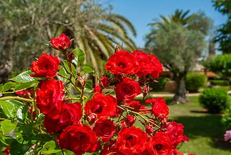 Finca S'Arbocar: S'Arbocar