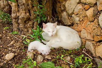 Finca Es Pla de Llodra: weiße Katze auf der Finca