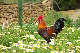 Finca Es Pla de Llodra: der stolze Hahn