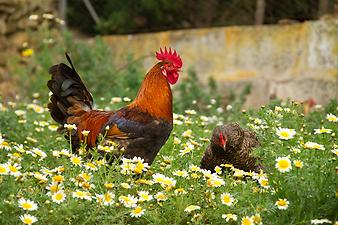 Finca Es Pla de Llodra: der Hahn der Finca