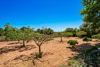 Finca Sa Cova Nova: Sa Cova Nova