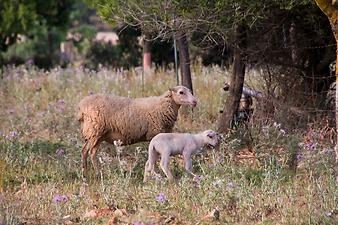 Finca Es Rafal Roig: Lämmer