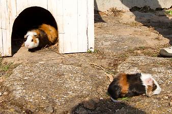 Finca Es Rafal Roig: Das Meerschweinchen-Haus 