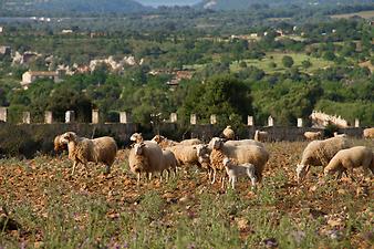 Finca Es Rafal Roig: Die Schafe kurz vor der Schur