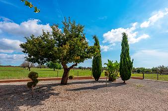 Finca Ca S' Amitger de son Forteza: Garten der Finca
