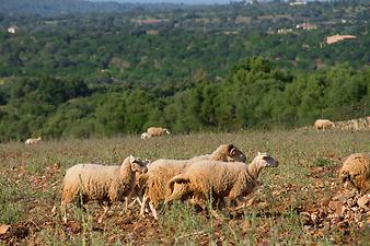Finca Es Rafal Roig: Schafe auf der Finca