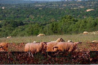 Schafe auf der Finca