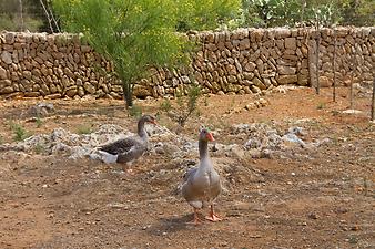 Finca Es Rafal Roig: Die Gänse