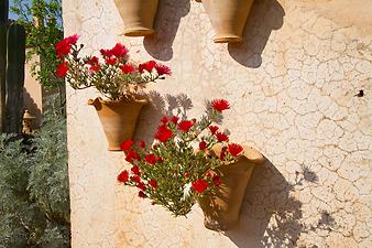 Finca Es Rafal Roig: Afrikanische Mittagsblume