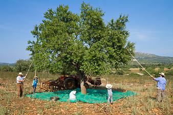 Finca Es Rafal Roig: Die Mandelernte