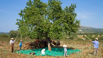 Finca Es Rafal Roig: Spezialität der Finca - Mandeln