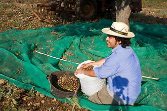 Finca Es Rafal Roig: Mandeln