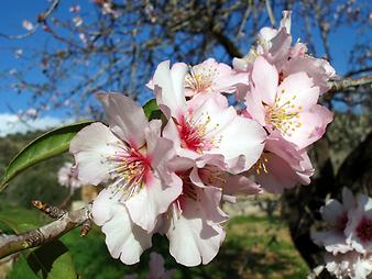 Finca Es Rafal Roig: Mandelblüte