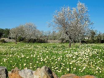 Finca Es Rafal Roig: Mandelblüte im Februar