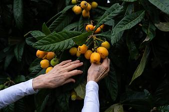 Finca Son Segi: Kundenbild