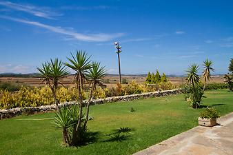 Finca Sa Franquesa Vella: Yucca-Palmen