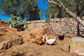 Finca Son Cortera Vell: Hühner
