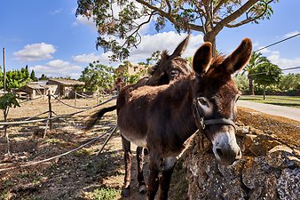 Finca Vistalegre Nou: Esel auf der Finca