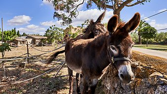 Finca Vistalegre Nou: Tiere auf der Finca