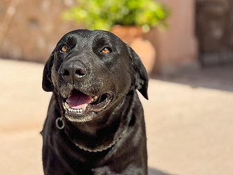 Finca Vistalegre Nou: Hofhund Turco