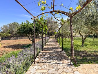 Finca Vistalegre Nou: Lavendelblüte