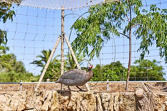 Finca Vistalegre Nou: Helmperlhuhn