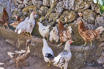 Finca Vistalegre Nou: Hühner und Enten auf der Finca