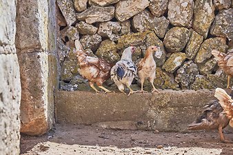 Finca Vistalegre Nou: Frühstückseier