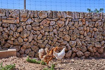 Finca Vistalegre Nou: Vistalegre Nou- Hühner