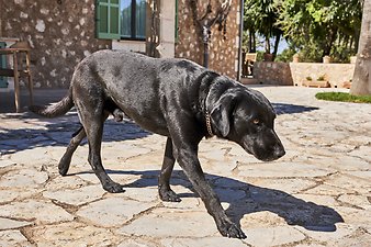 Finca Vistalegre Nou: Turco- Vistalegre Nou