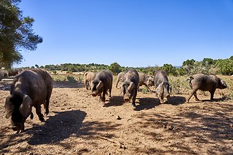 Finca Vistalegre Nou: Porc Negre Mallorquí